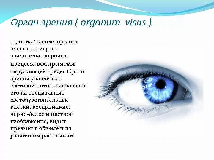 Зрительные органы чувств. Орган зрения. Органы чувств зрение. Сообщение о органе зрения. Органы чувств глаза доклад.