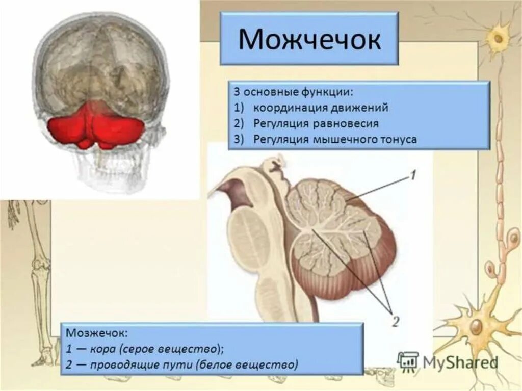 Отдел мозга мозжечок функции. Головной мозг мозжечок строение и функции. Функции мозжечка в головном мозге. Регуляция мышечного тонуса мозжечком.