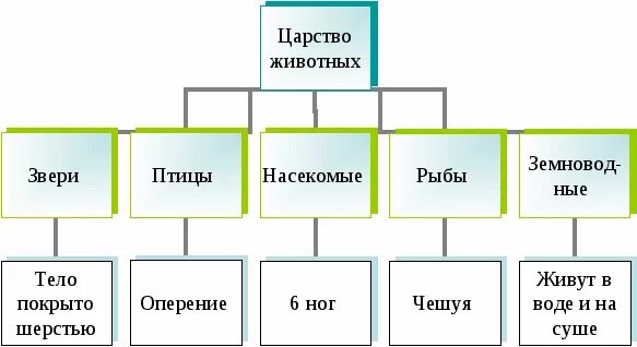 Группы царства животных. Царство животных классификация схема 2 класс. систематика царство животных представители. царство животные схема 5 класс. царство животных классификация 3 класс.