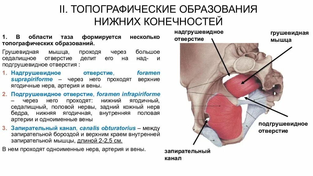 Блокады половые. Малое седалищное отверстие мышцы. Надгрушевидное отверстие и подгрушевидное отверстие топография. Топография над-и подгрушевидного отверстий и их содержимого.. Отверстия таза и их содержимое.