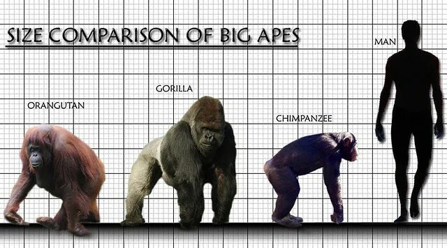 Вес обезьяны. Шимпанзе Размеры с человеком. Сравнение размеров человека и обезьян. Размер гориллы в сравнении с человеком. Горилла по сравнению с человеком.