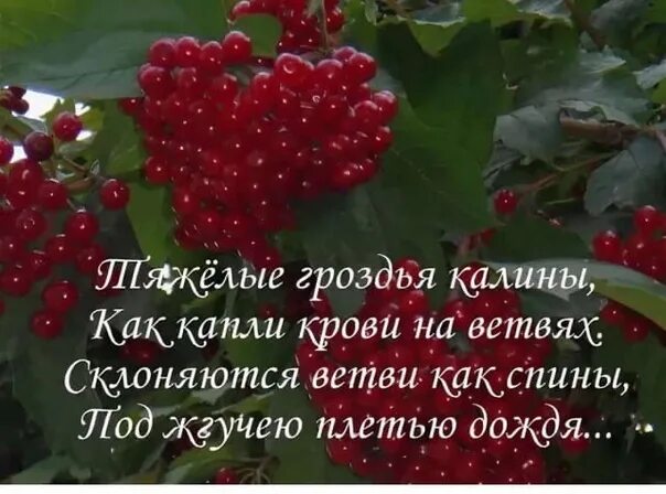 Калина красная гроздь описание сорта. Калина Шукшинская. Стихи про калину. Стихи о калине.