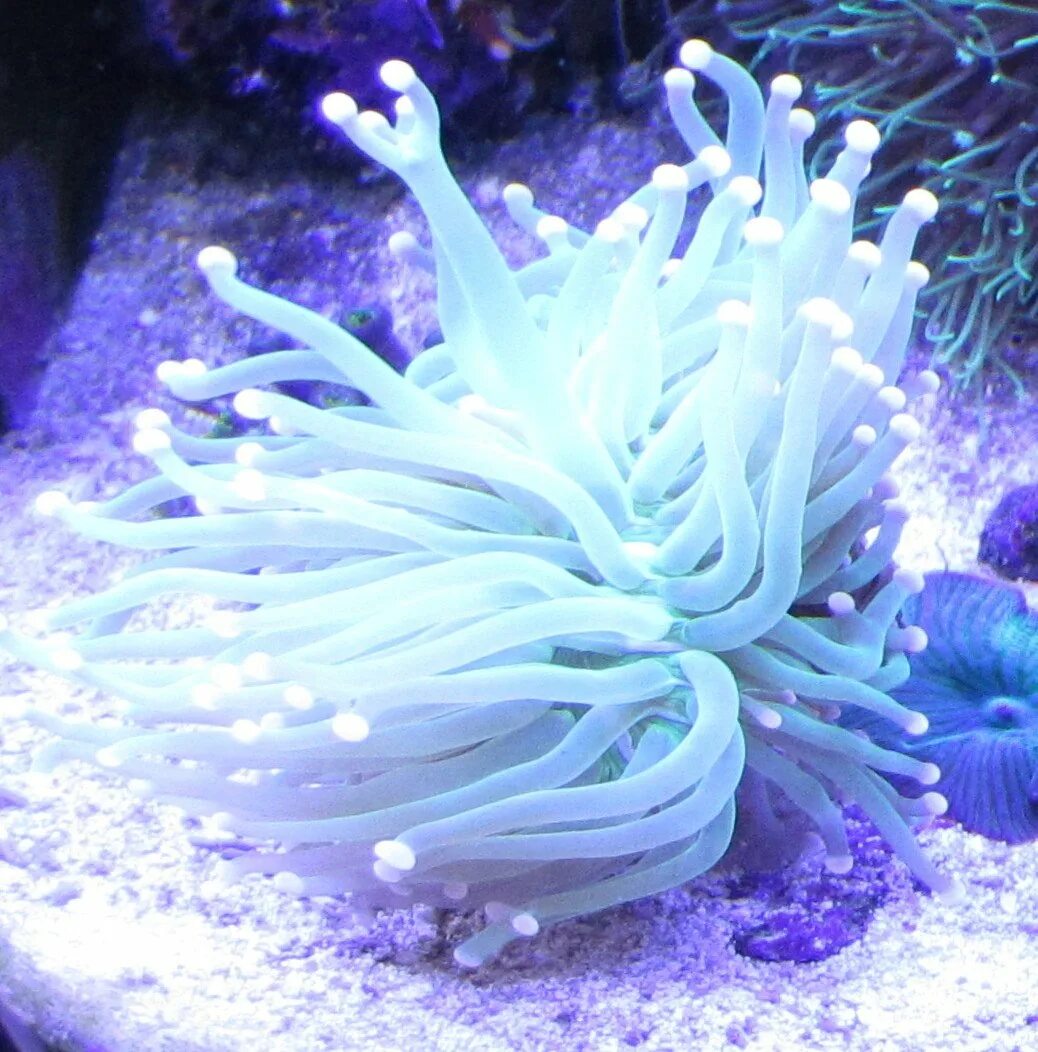 Эуфилия молоточковая зеленая. Коралл эуфилия факельная. Эуфилия коралл. Эуфилия факельная. Коралл эуфилия зеленая.