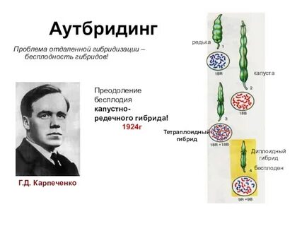 Карпеченко достижения в селекции