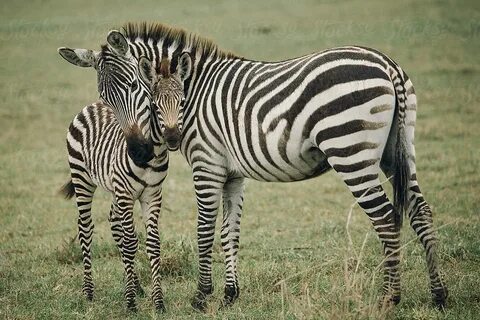 Zebra1818