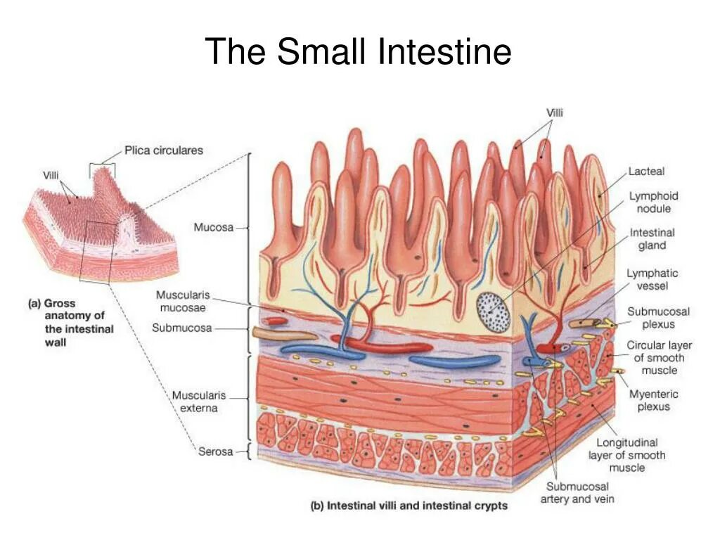 Строение стенки тонкой кишки. Строение ворсинки кишки. Строение стенки тонкого кишечника ворсинки. Кишечная Ворсинка гистология. Строение ворсинок слизистой оболочки