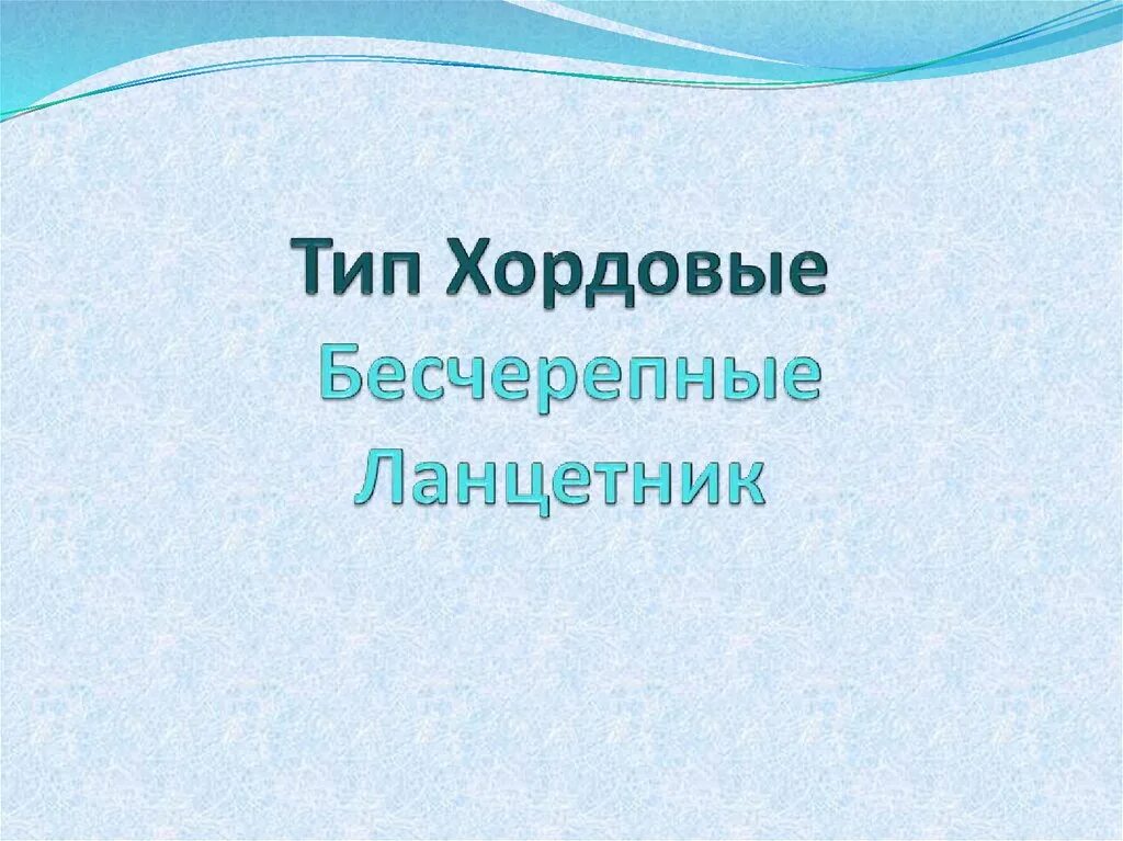 Биология тест тип хордовые. Тип Хордовые презентация. Тип Хордовые Подтип Бесчерепные. Хордовые 7 класс. Бесчерепные презентация.