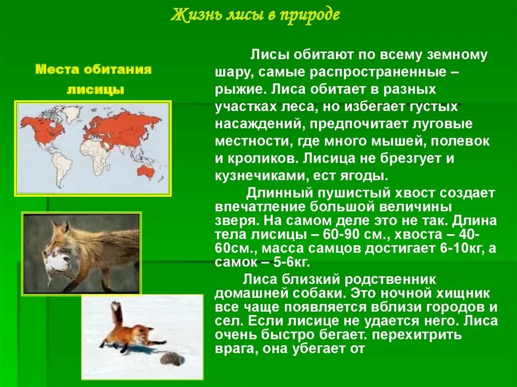 Доклад про лисов. Лиса доклад. Сообщение про лису. Доклад о лисе. Доклад на тему лиса.