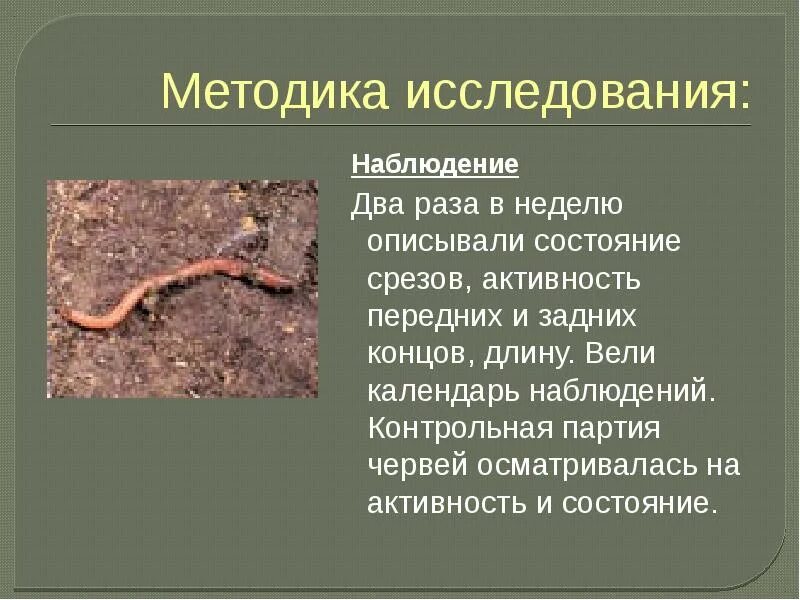Как дождевой червь приспособился к среде обитания. Регенерация дождевого червя. дождевой червь среда обитания. наблюдение за дождевым червем.