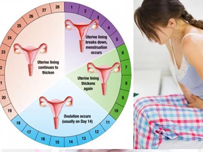 Когда начинается менструация. Дни менструального цикла. Цикл месячных. Месячные овуляция цикл. 13 день месячных что делать