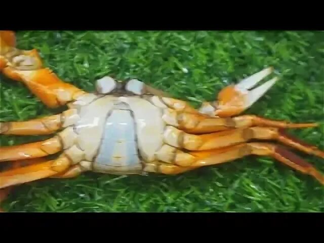 Мальтийский пресноводный краб. Краб. Краб самец. Радужный краб. Мангровый краб.