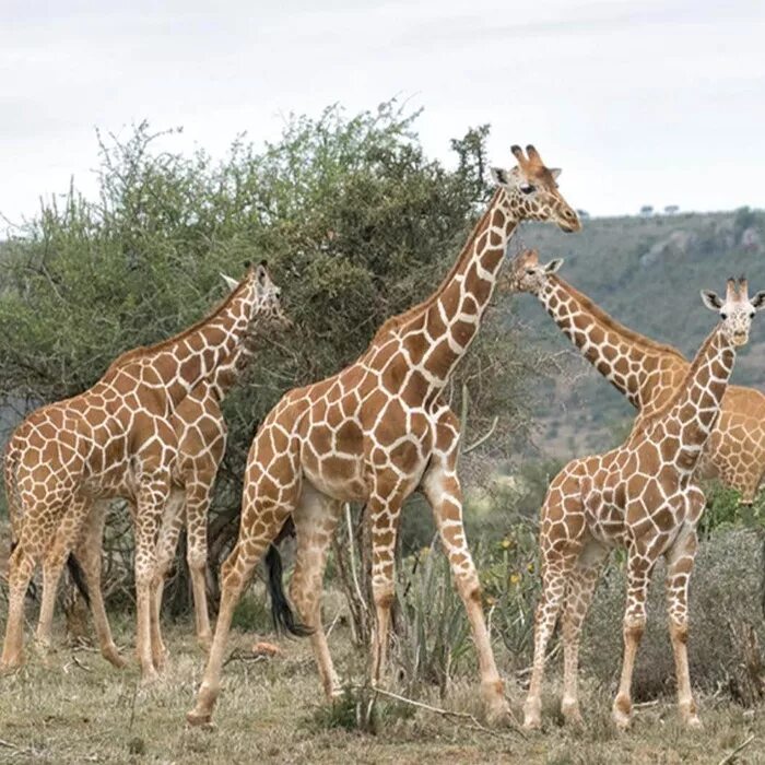 Какой тип развития характерен для сетчатого жирафа. Сетчатый Жираф. Классификация жирафа. Сетчатый Жираф Кении. Жираф много.
