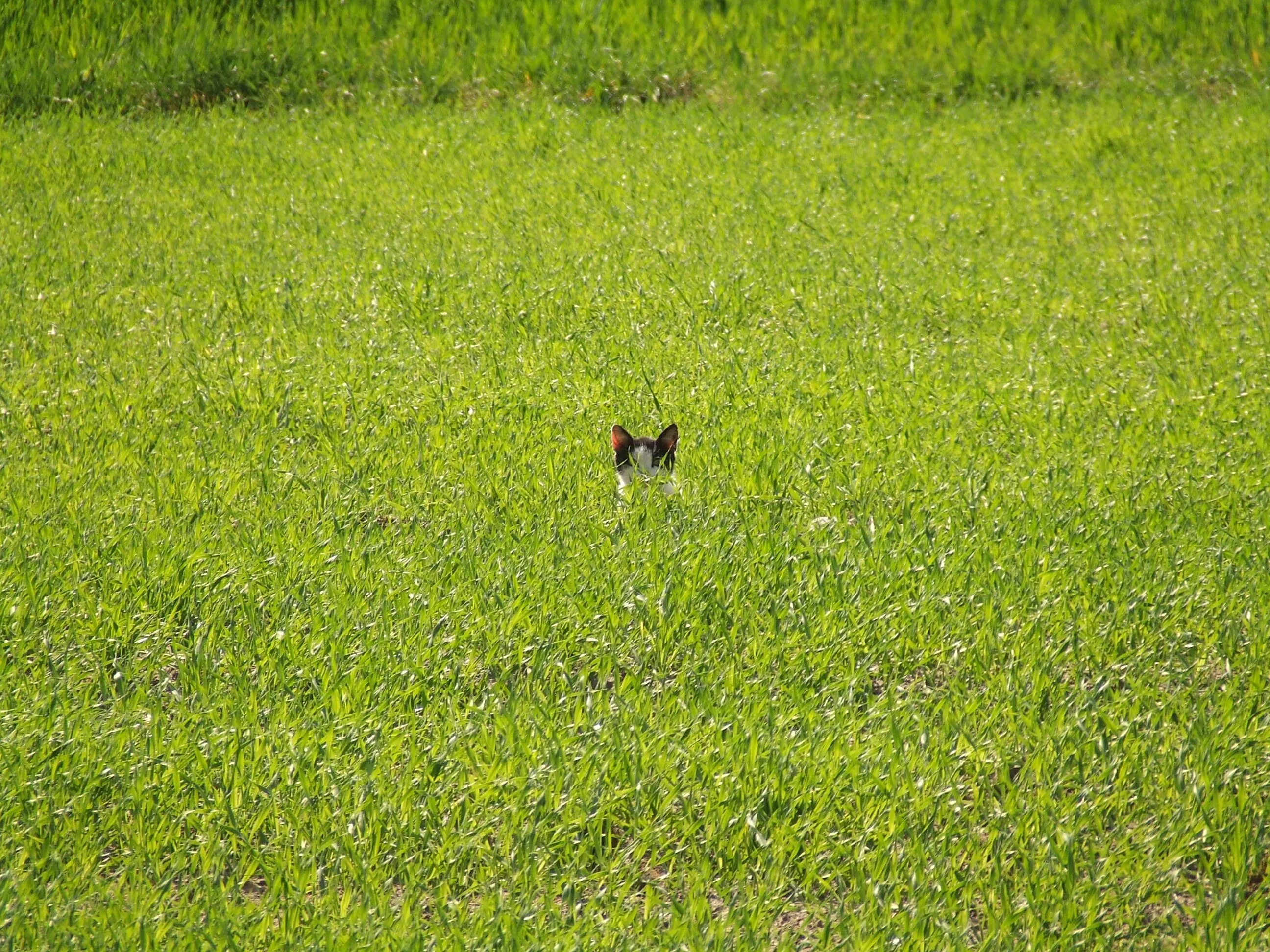 Cat field