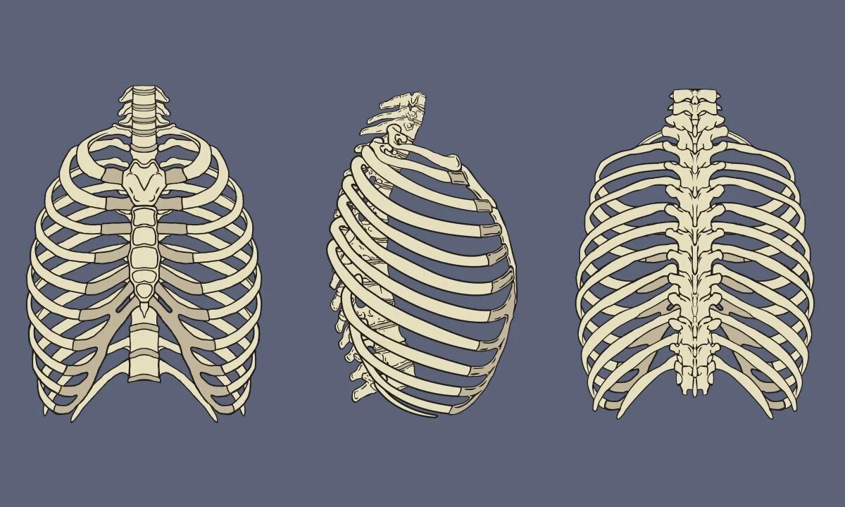 Кости и соединения костей грудной клетки. Грудная клетка не замкнута у. Кости грудина человека анатомия. Скелет грудной клетки. Скелет грудной клетки анатомия.