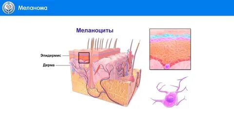 Меланоциты