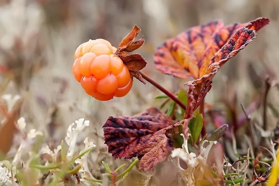 Cloudberry. Морошка ягода. Морошка Арктическая. Растения тундры Морошка. Северная ягода Морошка.