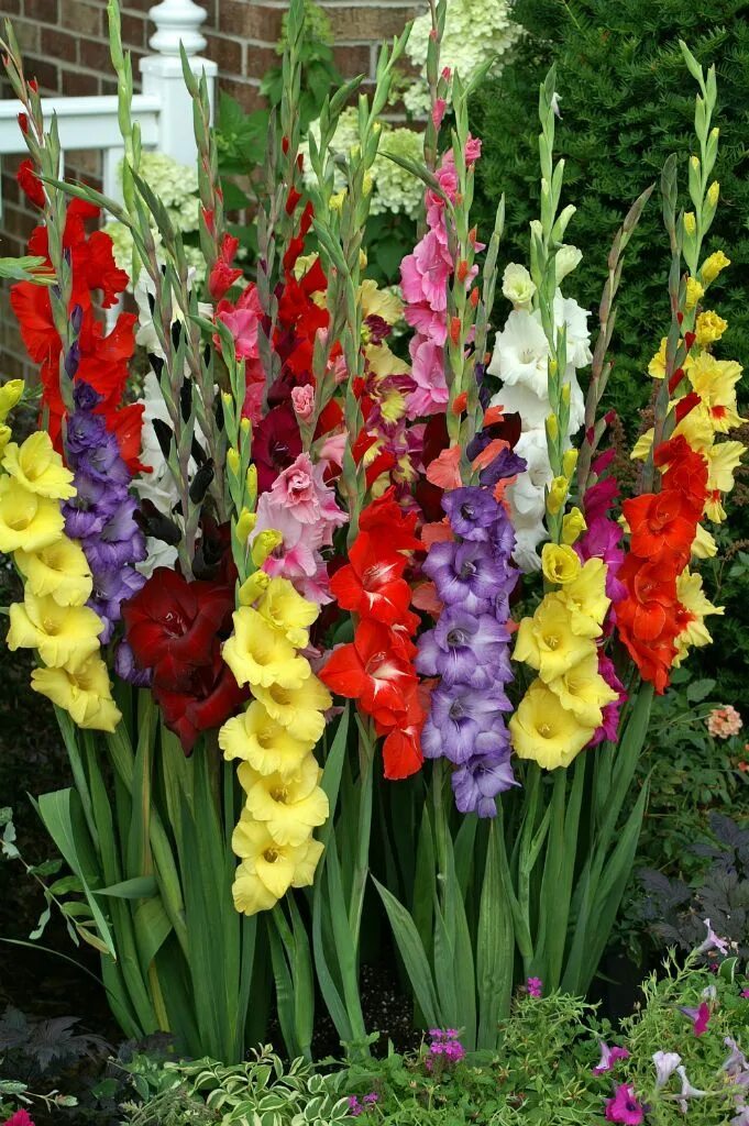 Gladioli.. Planting flowers, Gladiolus bulbs, Summer plants