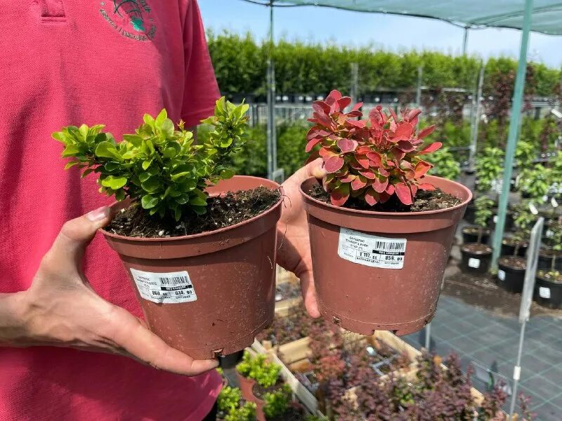 Строительный супермаркет леруа мерлен. Рекламный баннер садового центра. Поступление воды в растение. Эхинодорус "hadi red pearl". Асплениум нидус криспи вейв.