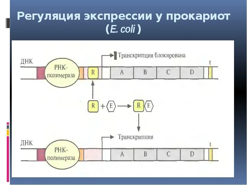 Транскрипция оперона. Транскрипция оперона