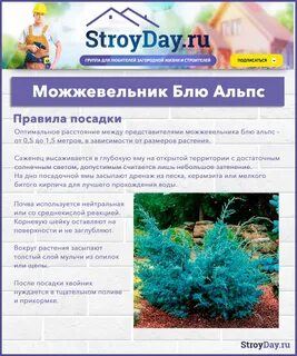 Можжевельник китайский альпс блю фото и описание