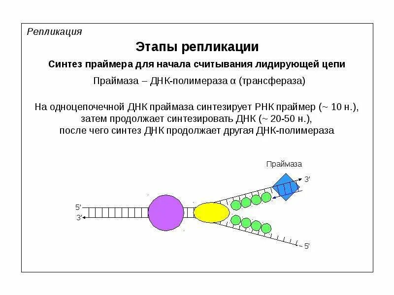 Репликация ДНК Синтез праймера. Синтез ДНК полимераза праймер. ДНК полимераза в репликации ДНК. Синтез затравки праймера в ДНК.