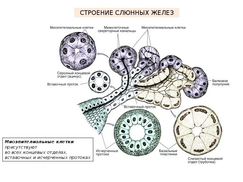 Железа строение гистология. Строение слюнной железы гистология. структура слюнной железы гистология. выводные протоки слюнных желез гистология. схема слюнных желез гистология.