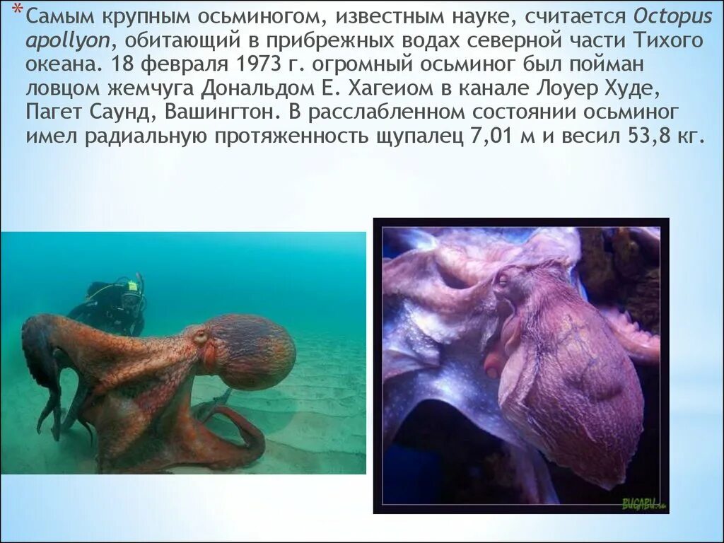 Интересные факты о моллюсках. Осьминог интересные факты для детей. Осьминог обитает. Сообщение о осьминоге. Интересные факты о осьминогах.