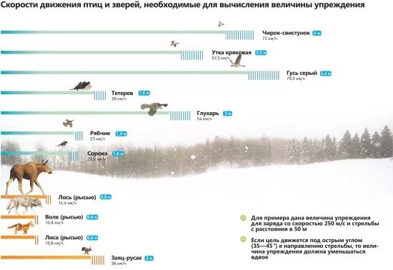 Через сколько приходит в охоту