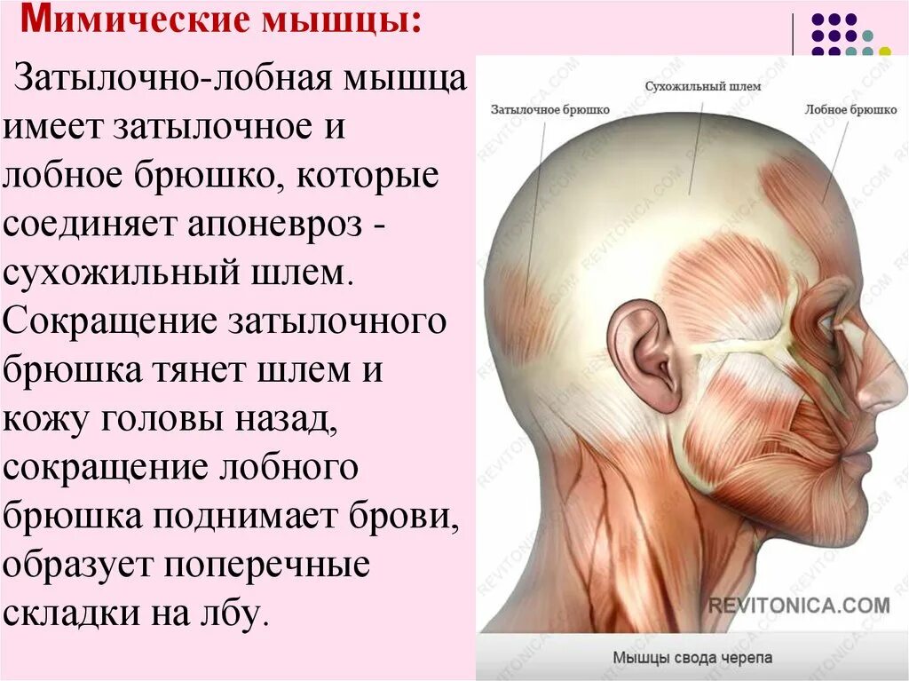 Массаж апоневроза головы. Надчерепная мышца головы функции. Мышцы лба апоневроз. Лобное брюшко надчерепной мышцы. Лобная мышца.