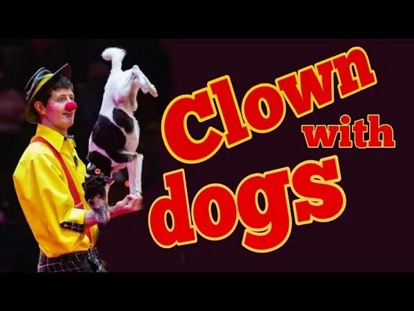There a funny dog at the circus