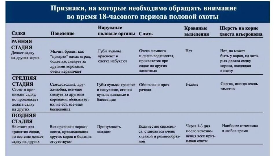 Через сколько приходит в охоту