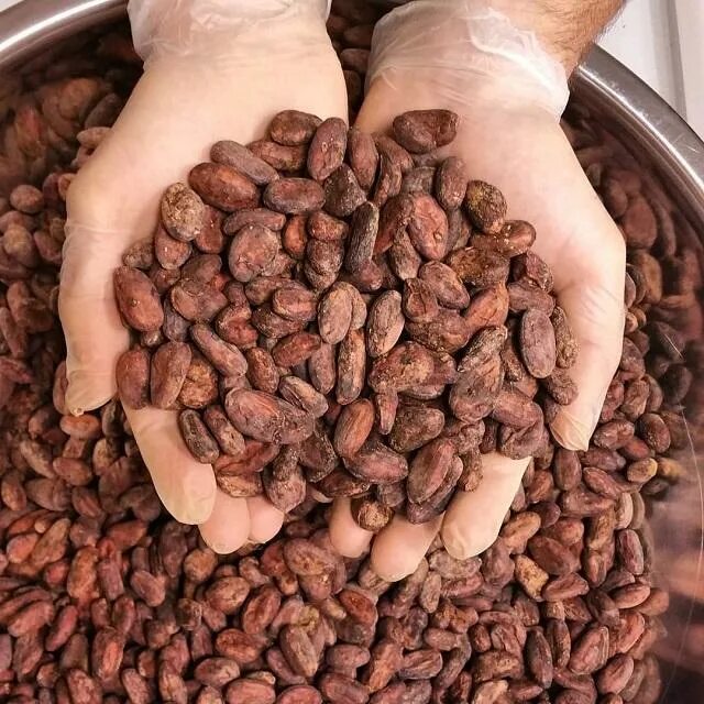 Как выглядит какао. Зерна какао. какао бобы. какао и какао бобы. колумбия какао бобы.