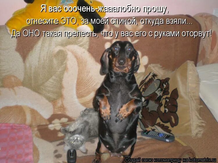 Хозяин я с тобой