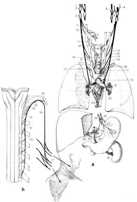 Стэнли розенберг блуждающий нерв. Блуждающий нерв nervus Vagus. Вагусный нерв схема. Блуждающий нерв анатомия животных. Добавочный нерв выходит из черепа через.