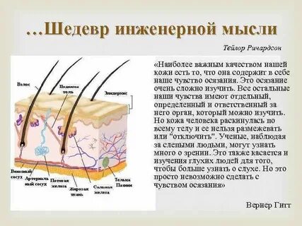 Вес кожи