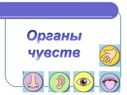 Создание органов чувств