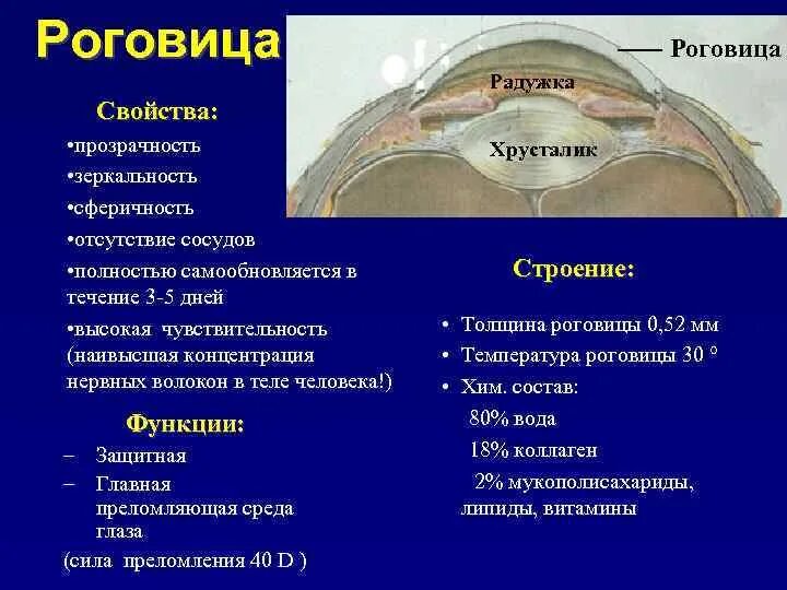 Толщина роговицы. Роговица строение и функции. Роговица глаза строение и функции. Толщина роговой оболочки глаза. Роговица характеристика