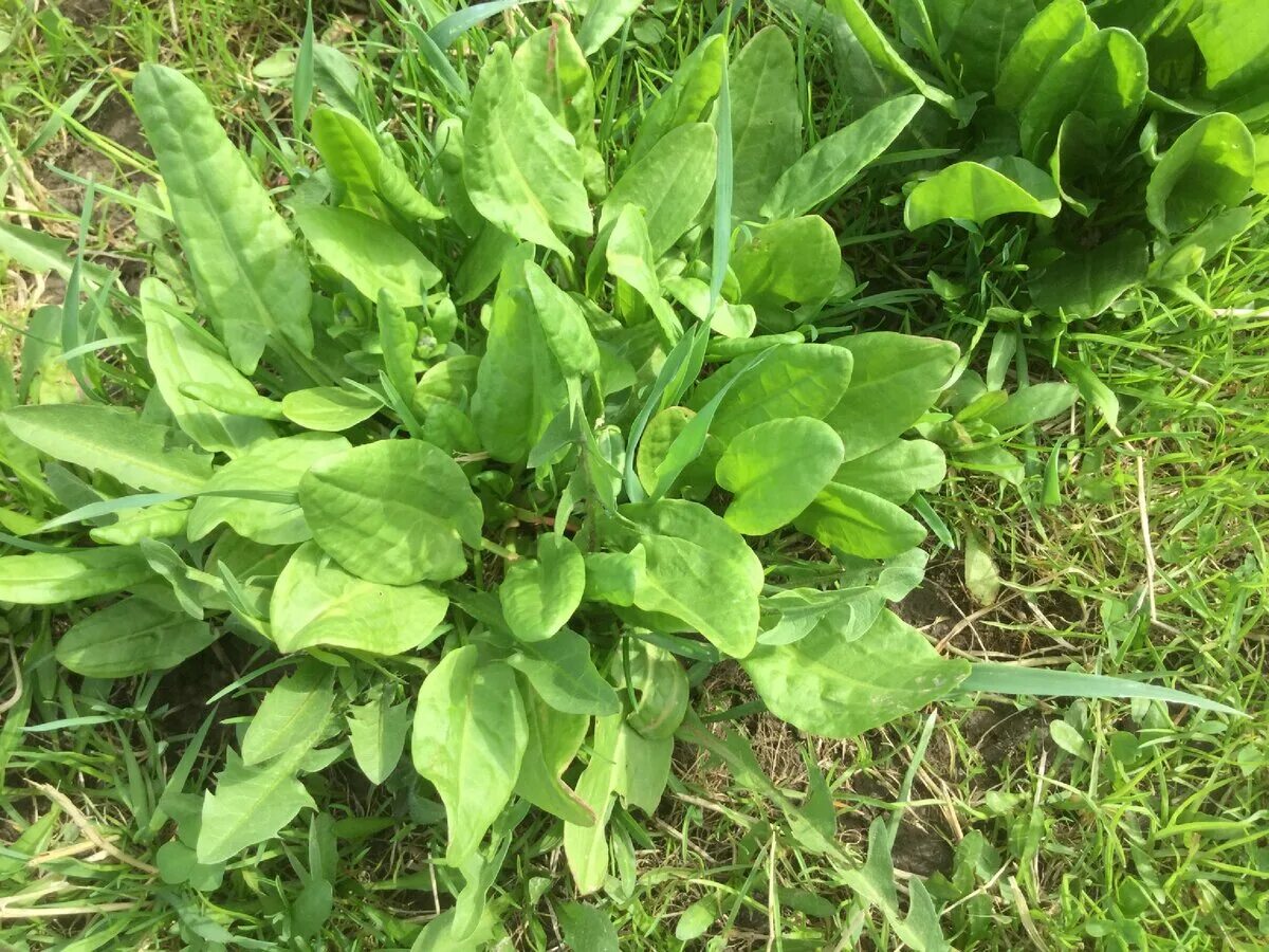 Щавель Бельвийский. Щавель (Rumex). Щавель длиннолистный. Кислица щавель. Щавель у женщины это фото