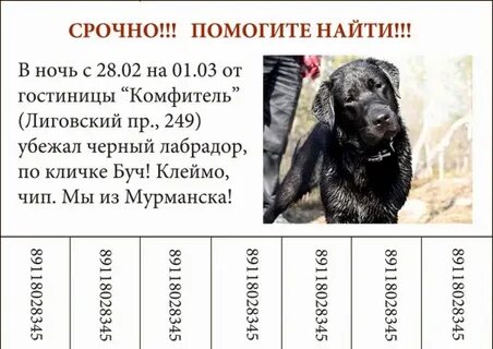 Лабрадор щенки таблица