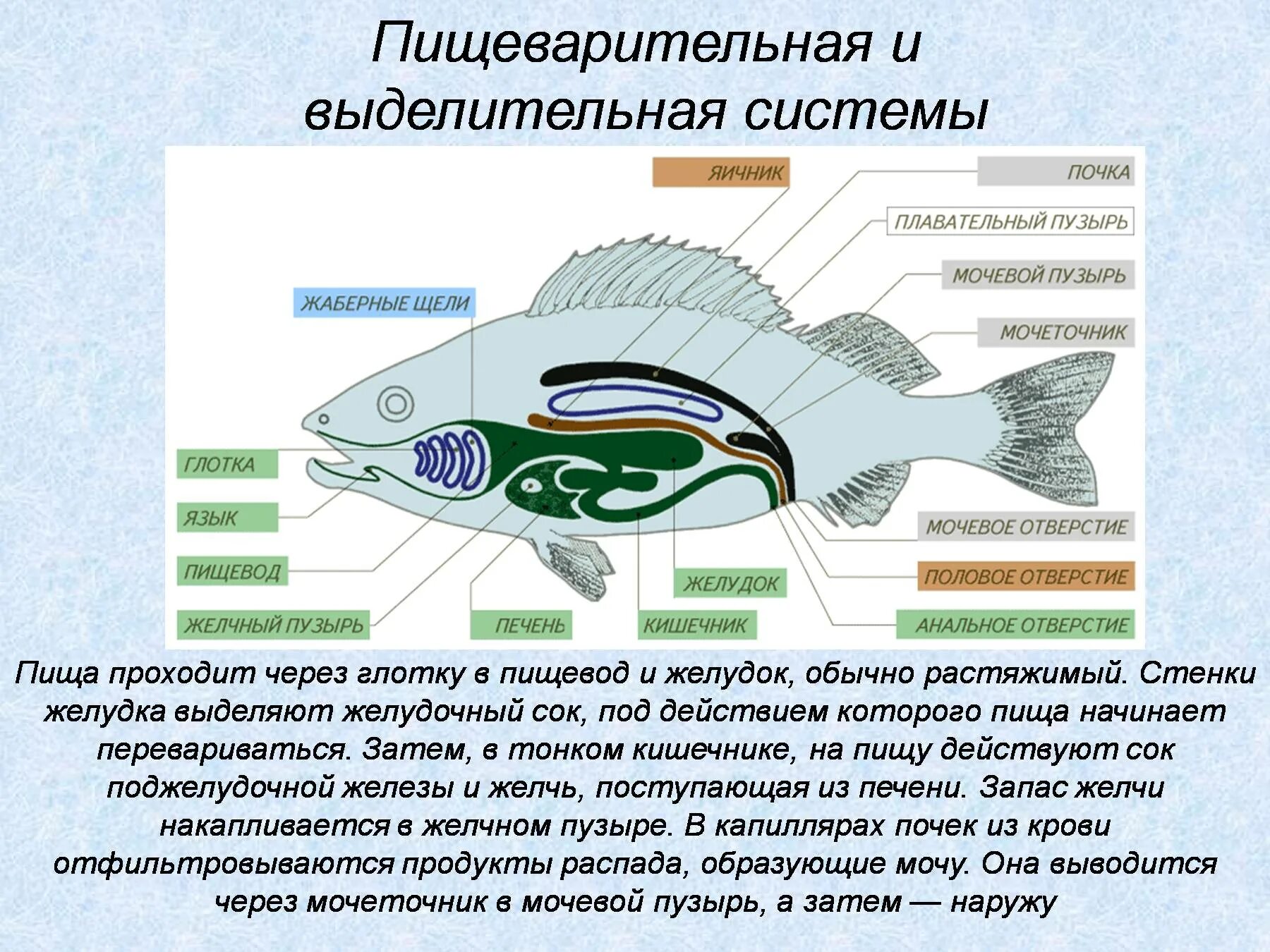 Пищеварительная система класса рыб. Пищеварительная и выделительная система рыб. Пищеварительная система рыб схема. Пищеварительная система костных рыб схема. Выделительная система рыб.