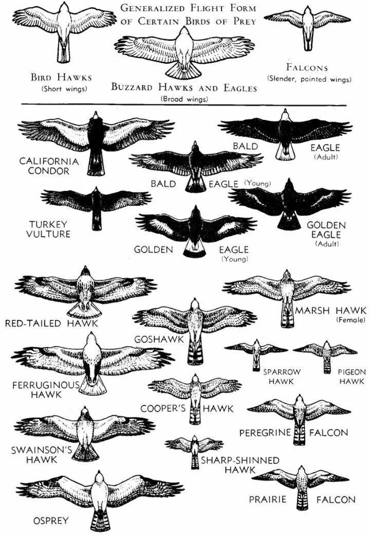 Flight form