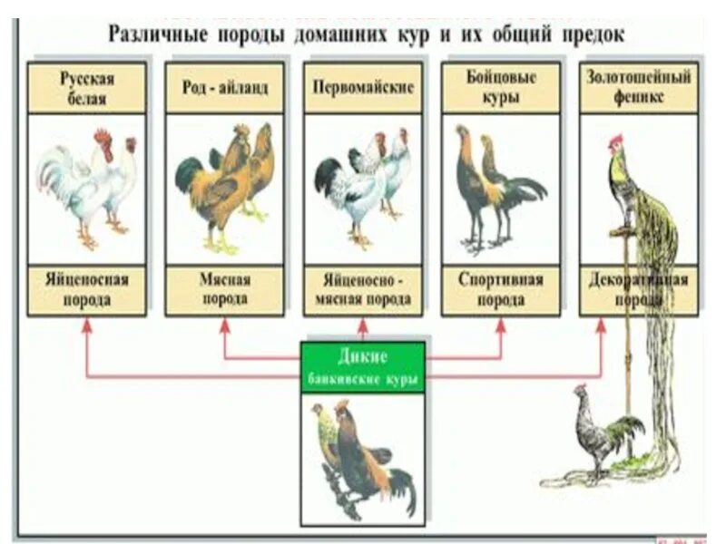 Происходящих от одного общего предка