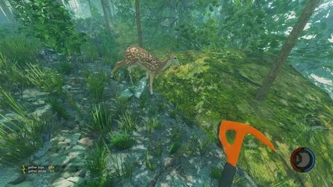The forest енот