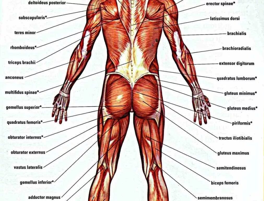 Анатомия человека. Мускулы человека. Мускулатура человека. Мышцы тела анатомия.