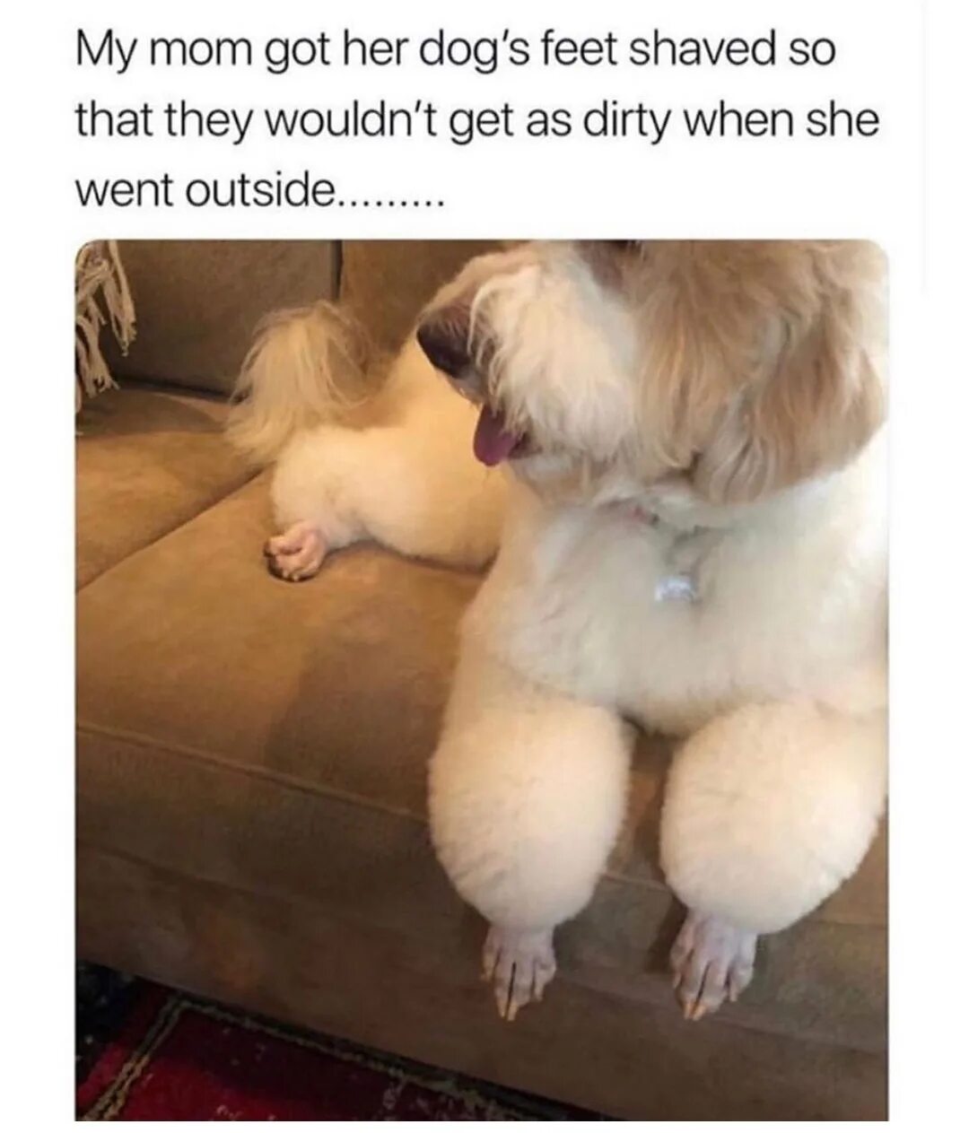 Where is her dog. Polish and her Dog who is she. Dog Shaved. Polish and her Dog. Feeling mischievous meme.