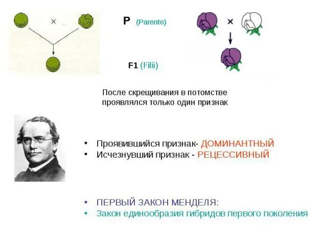 Проявление признака в первом поколении. Признак проявляющийся у гибридов первого поколения. Появляющийся у гибридлв первого поколения. Признаки не проявляющиеся у гибридов первого поколения. Как называется признак проявляющийся в первом поколении гибридов.