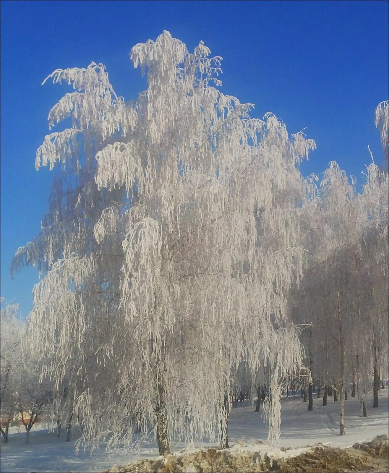 Есенин белая берёза под моим окном. Береза белая береза. Белая береза. Белая береза на звонок. Белая береза сергея есенина.