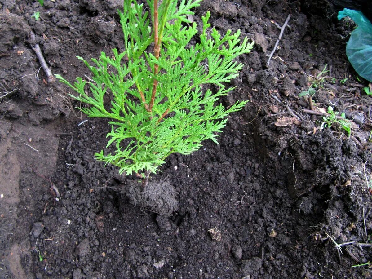 Как вырастить тую из семян. Туя западная thuja occidentalis семена. всходы туи брабант. черенки туи западной с пяточкой. туя брабант всходы семян.