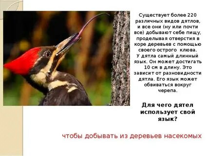 Клюв дятла описание