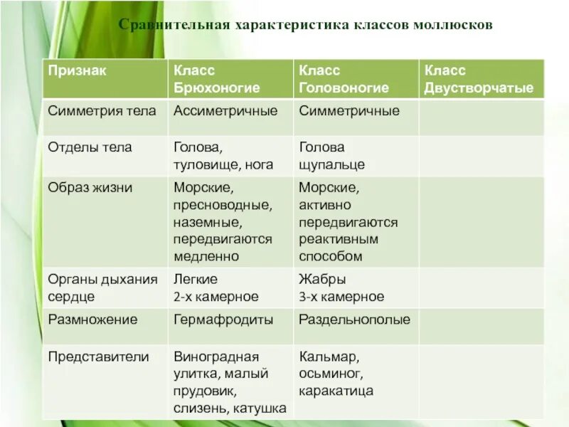 Краткая характеристика класса 8 класс. Таблица классы моллюсков 7 класс биология. Брюхоногие двустворчатые головоногие таблица. Таблица брюхоногие двустворчатые головоногие 7 класс биология. Представители брюхоногих моллюсков таблица.